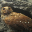 Oilbird